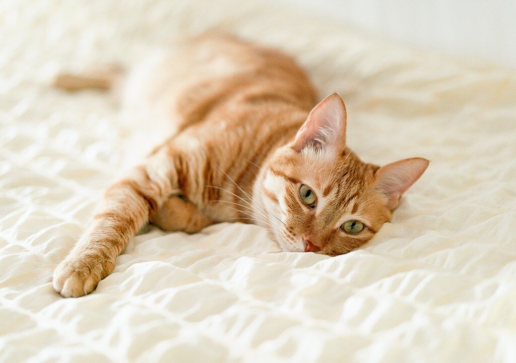 Ciclismo eléctrico con gatos: Cómo entrenar a tu felino para que viaje en una cesta 2