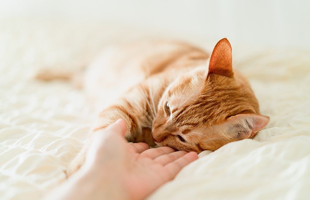 Ciclismo eléctrico con gatos: Cómo entrenar a tu felino para que viaje en una cesta 3